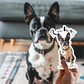 Custom Pet Sticker, Die Cut Vinyl Waterproof, Personalized Gift, Custom Dog Sticker, Custom Cat Sticker, Water Bottle Sticker, Pet Decal